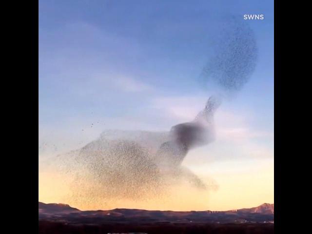 birds